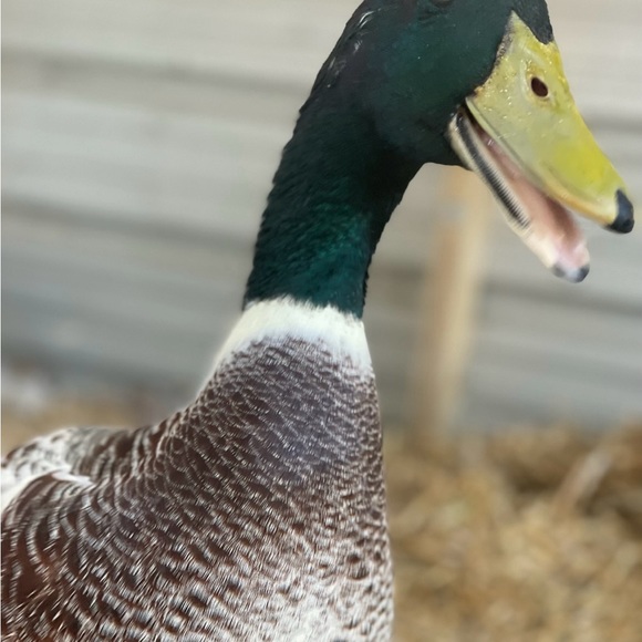 Meet your Posher, Mariah - Picture 10 of 12